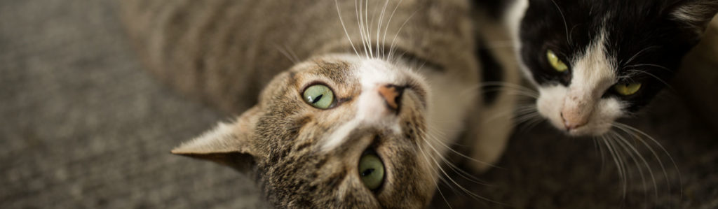 Hacer que dos gatos convivan sin problemas no es tan sencillo (Foto: iStock)