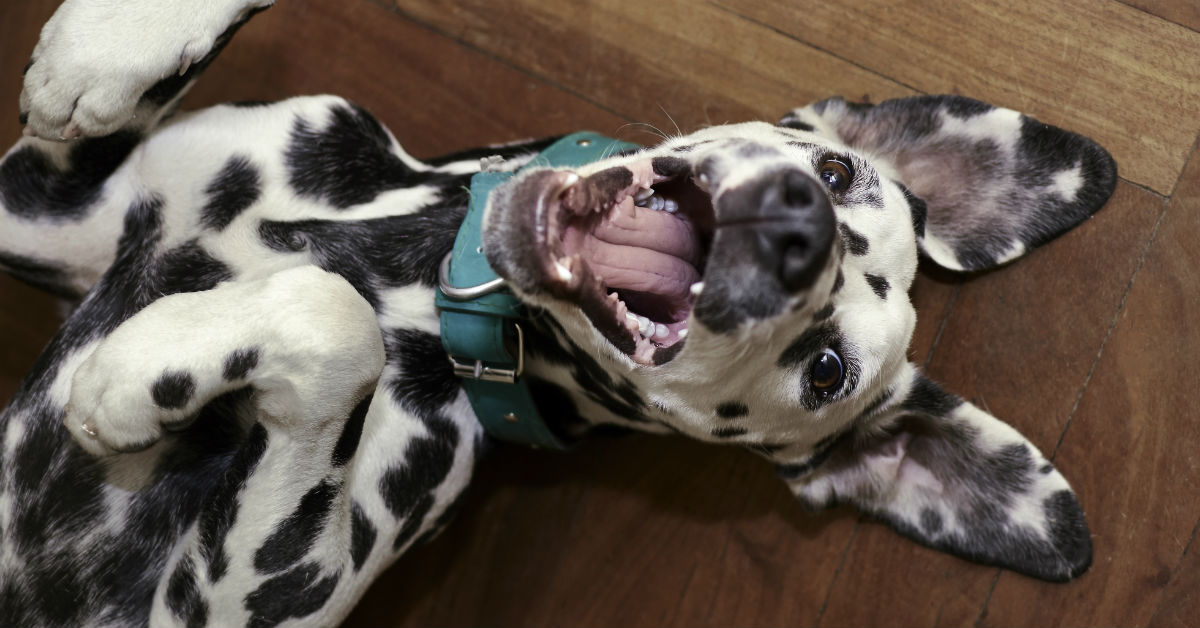 El dálmata es una de las razas de perro más peculiares (Foto: iStock)