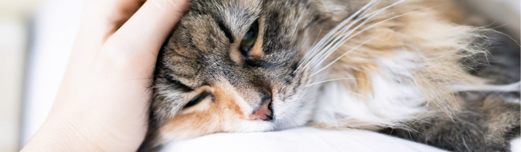 Los gatos pueden sangrar por diferentes razones (Foto: iStock)