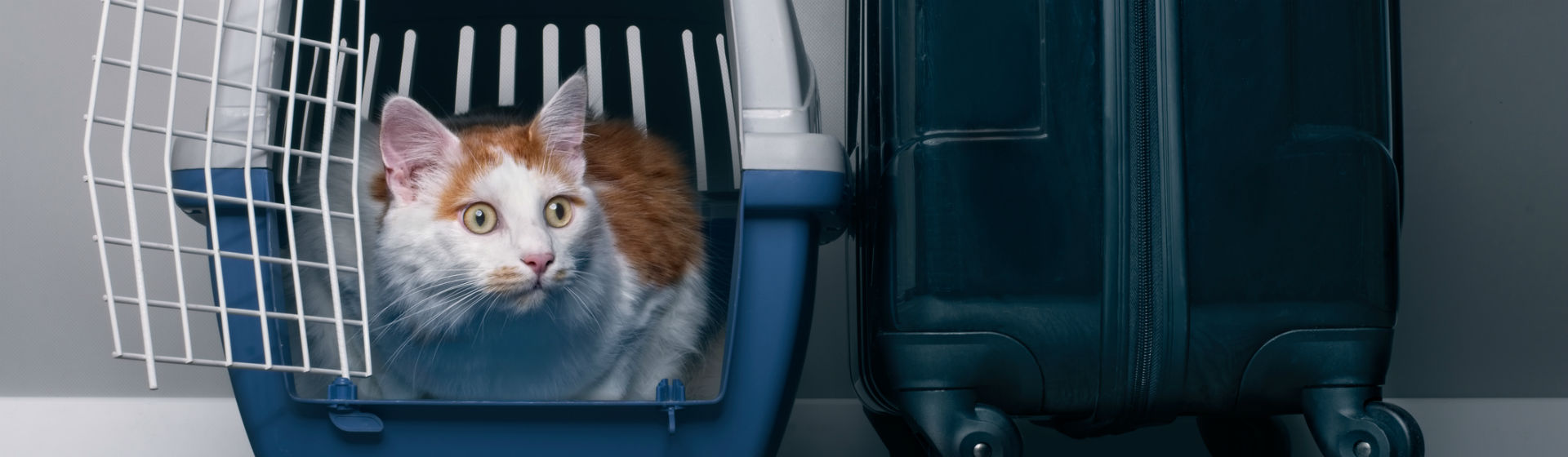 Elige el transportín del gato en función de las necesidades tuyas y del animal (Foto: iStock)