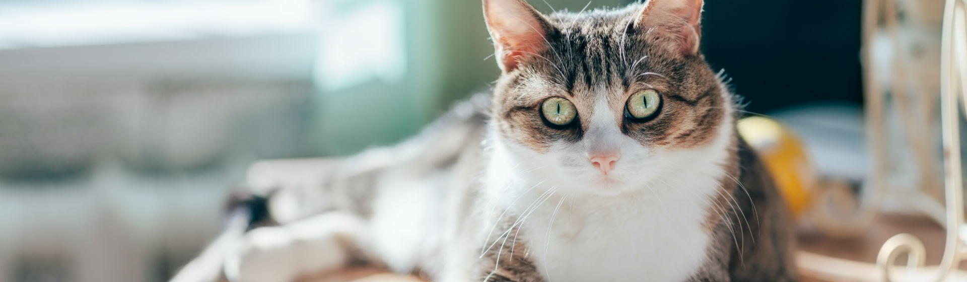 Hay que aprender a elegir qué gato es mejor para que convivas con él (Foto: iStock)