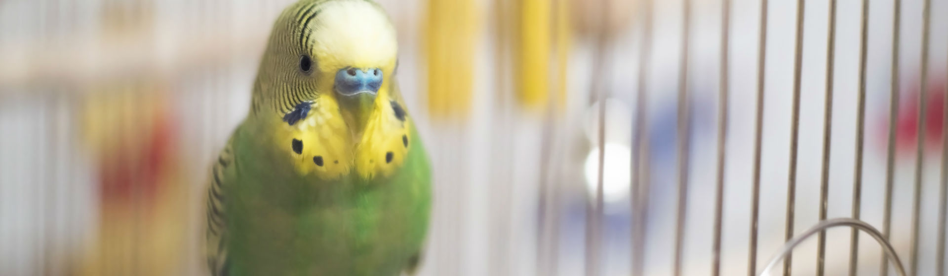Los pájaros pueden tener relación con muchas enfermedades (Foto: iStock)