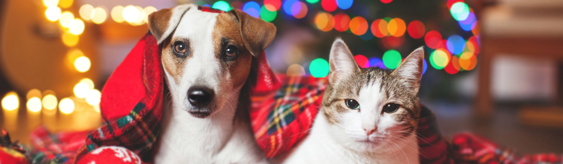 Las mascotas también merecen un menú especial en Navidad (Foto: iStock)