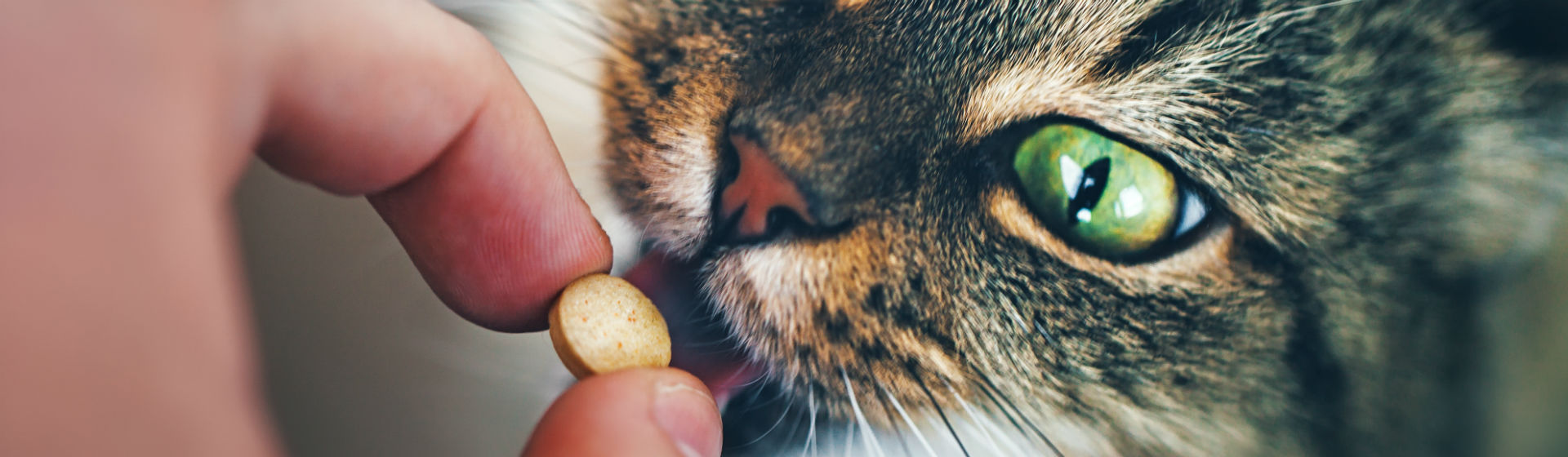 No es fácil que se tomen la medicina las mascota (Foto: iStock)