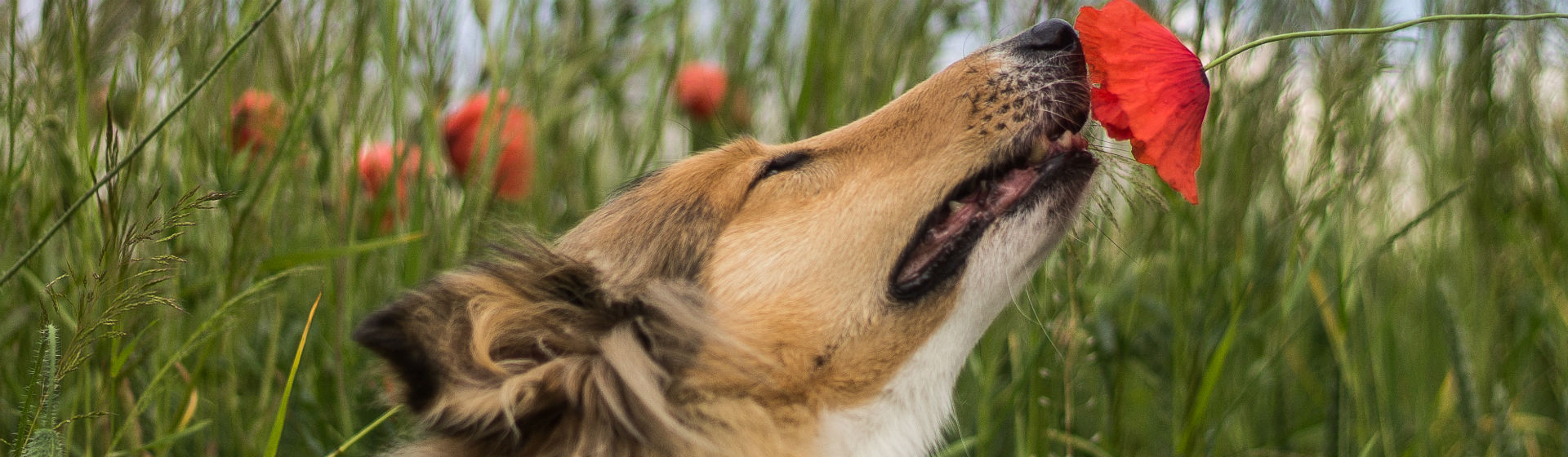 No todos los perros tienen igual de desarrollado el olfato (Foto: iStock)