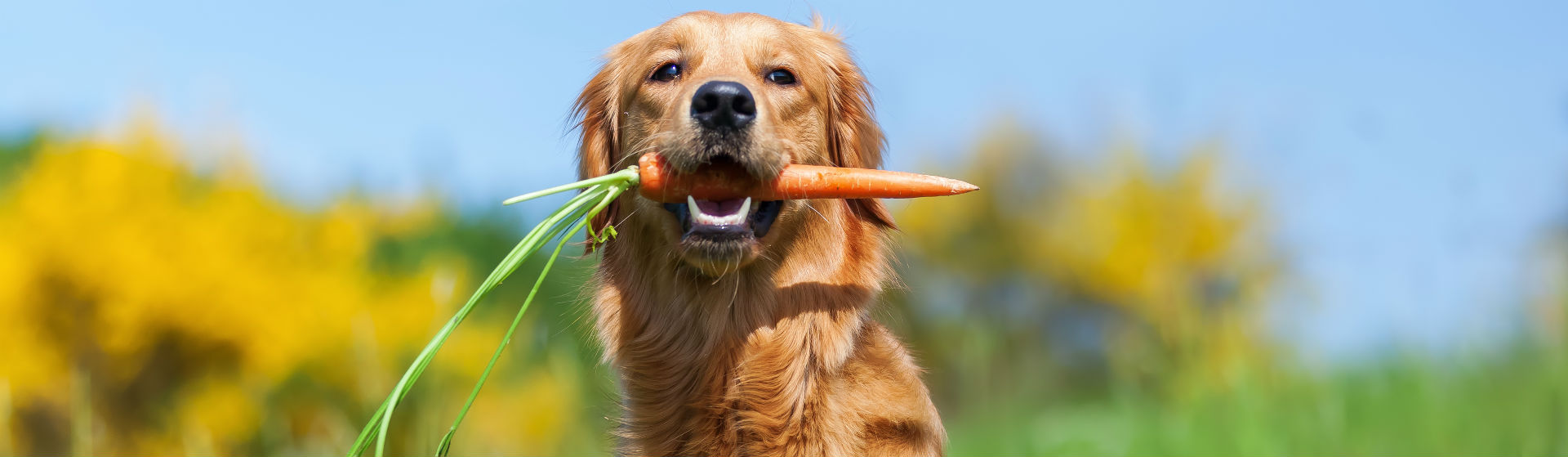 La alimentación de los perros debe ser la adecuada (Foto: iStock)