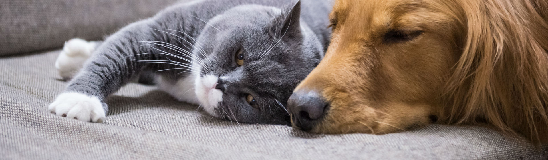 Los hogares con mascotas necesitan ser protegidos (Foto: iStock)