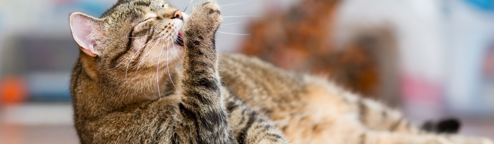 ¿Cuándo está preparado mi gato para aparearse? (Foto: iStock)