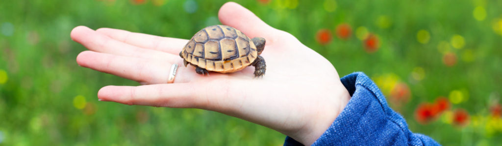 Aprende a dar cariño a tu tortuga (Foto: iStock)