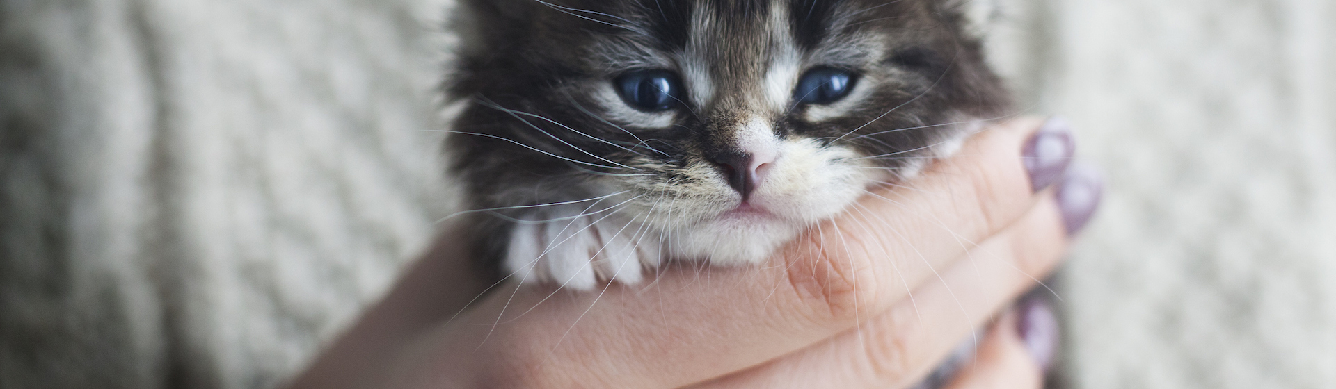 Los gatos no suelen ser animales muy sociables pero se pueden educar para mejorar este aspecto (iStock).