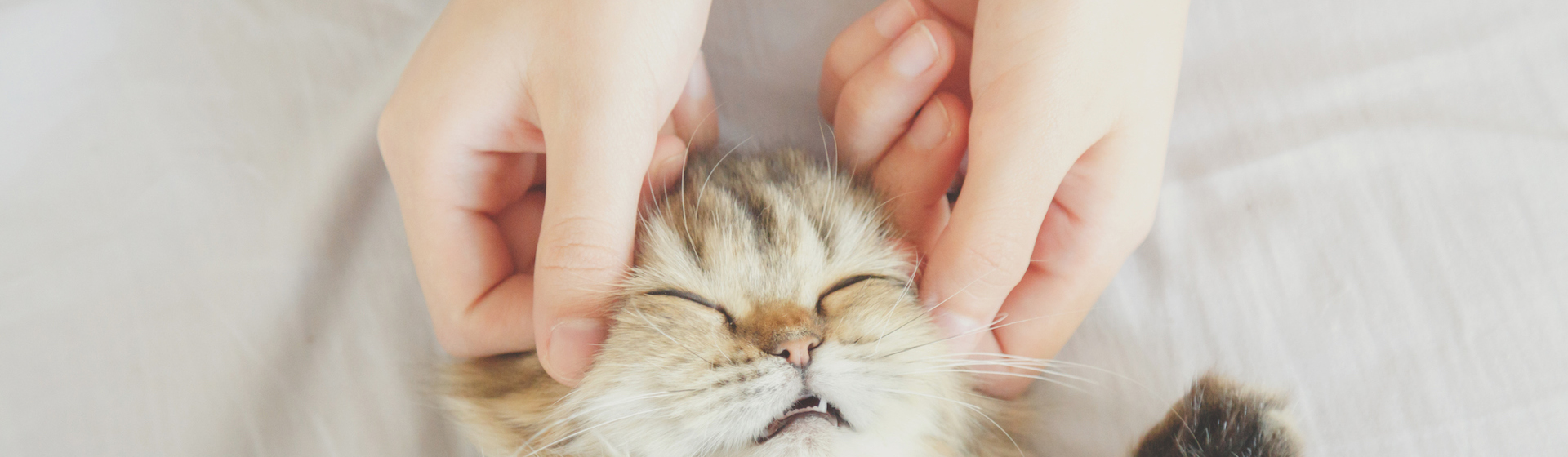 Los masajes a los felinos son una forma de que se relajen (iStock).