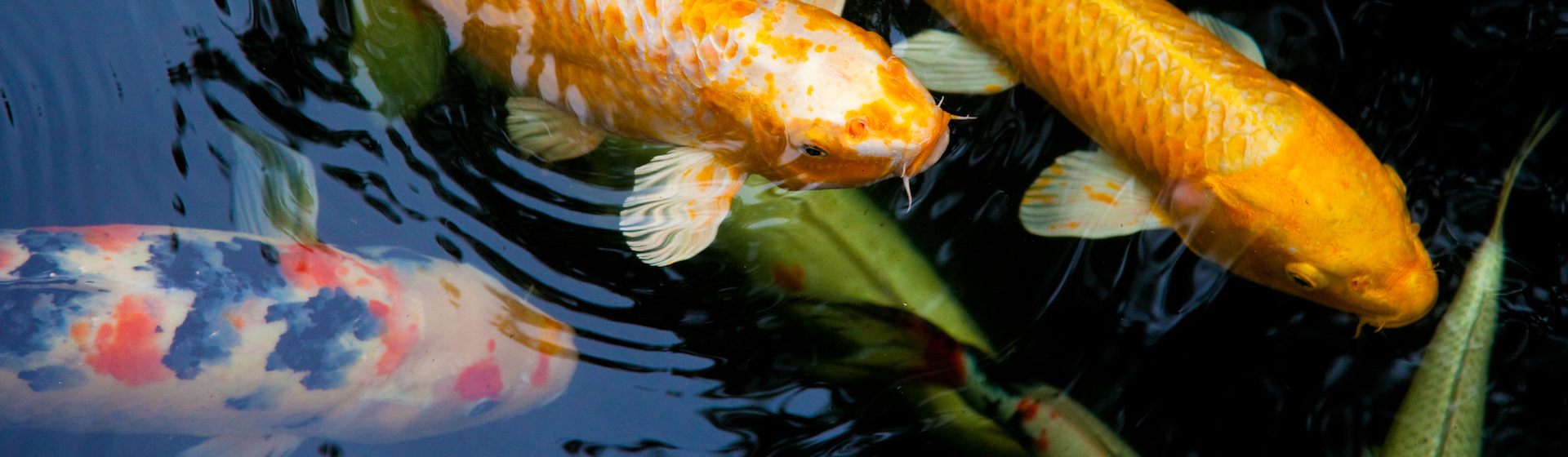La vida de los peces depende en gran medida de las condiciones en las que habiten (iStock).
