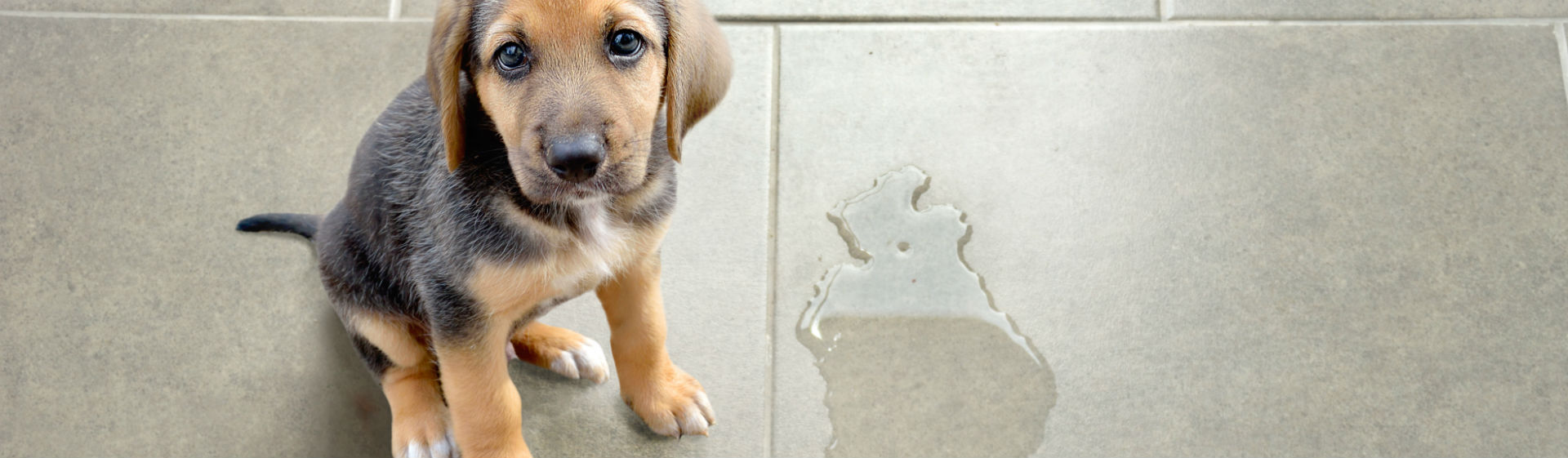 La ansiedad de los perros se manifiesta de muchos modos (Foto: iStock)