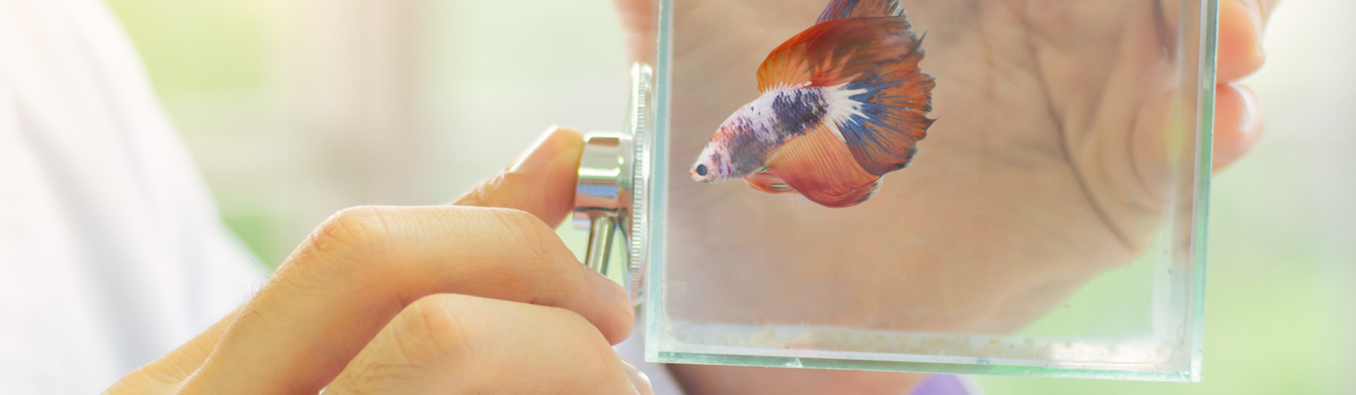 Si consideras que tu pez está enfermo, debes consultar con un veterinario (iStock).