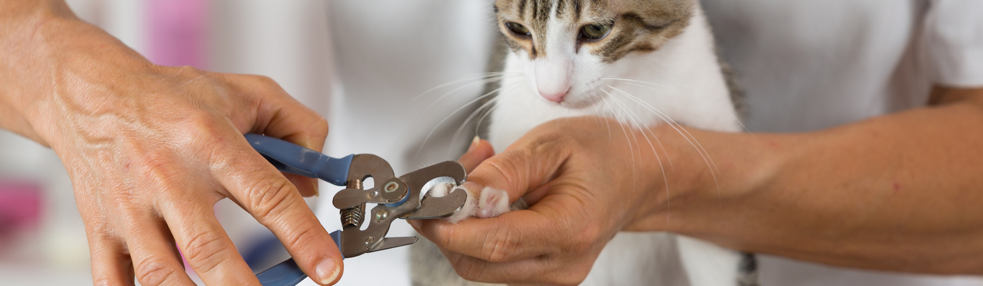 Para cortarle las uñas a tu gato con total seguridad existen artilugios muy efectivos y cómodos (iStock).