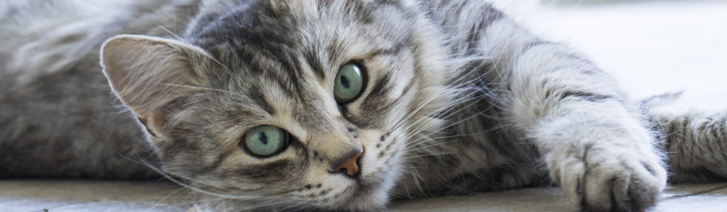 4 soluciones para cambiar el pelo áspero de mi gato (iStock).