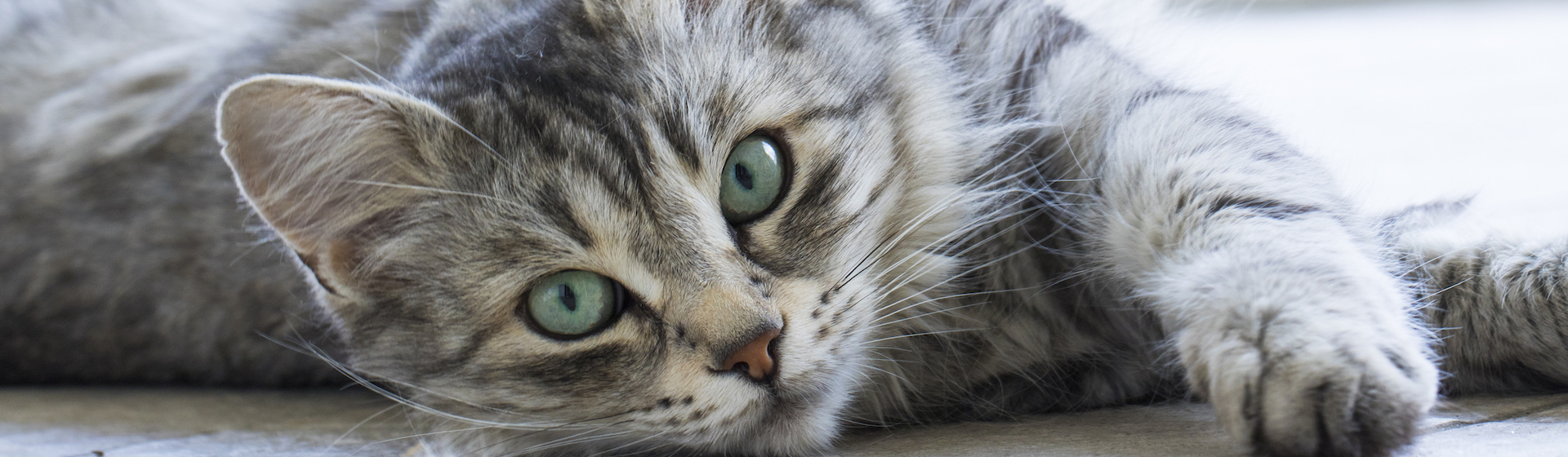 4 soluciones para cambiar el pelo áspero de mi gato (iStock).