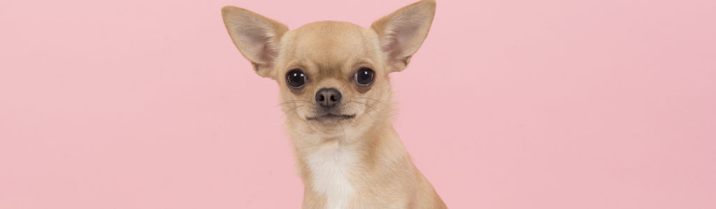 Lo chihuahuas son una de las razas favoritas de las estrellas del cine (iStock).