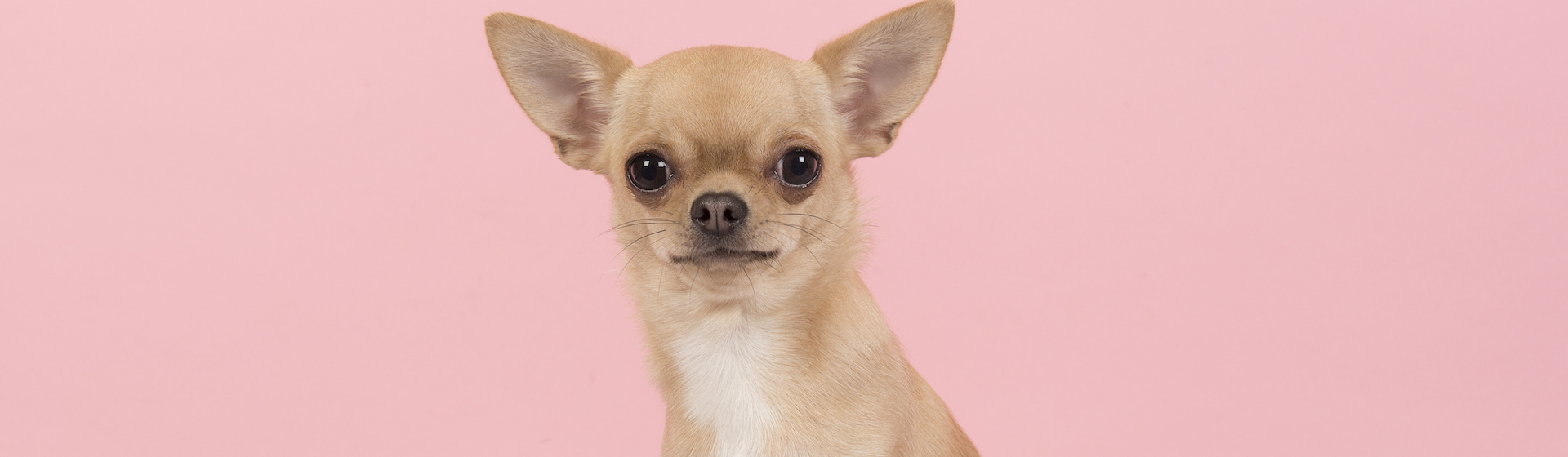 Lo chihuahuas son una de las razas favoritas de las estrellas del cine (iStock).