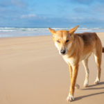 Estos canes son conocidos como dingos americanos o perro de Carolina (iStock).