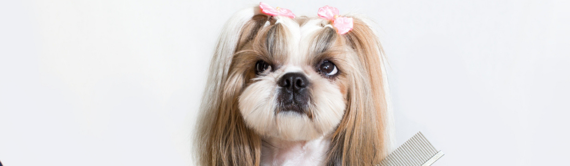 Como prevenir y tratar la caspa en tu perro (Istock)