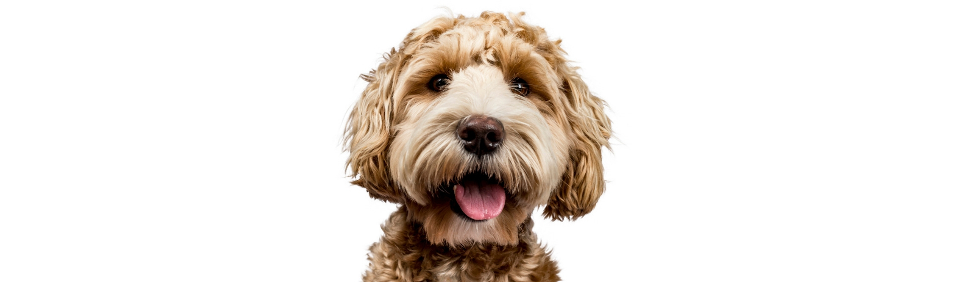 3 motivos por los que no soplar a la cara a tu perro (Istock)