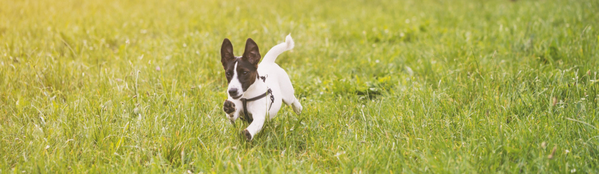 5 motivos por los que tu perro debe jugar toda su vida (Istock)