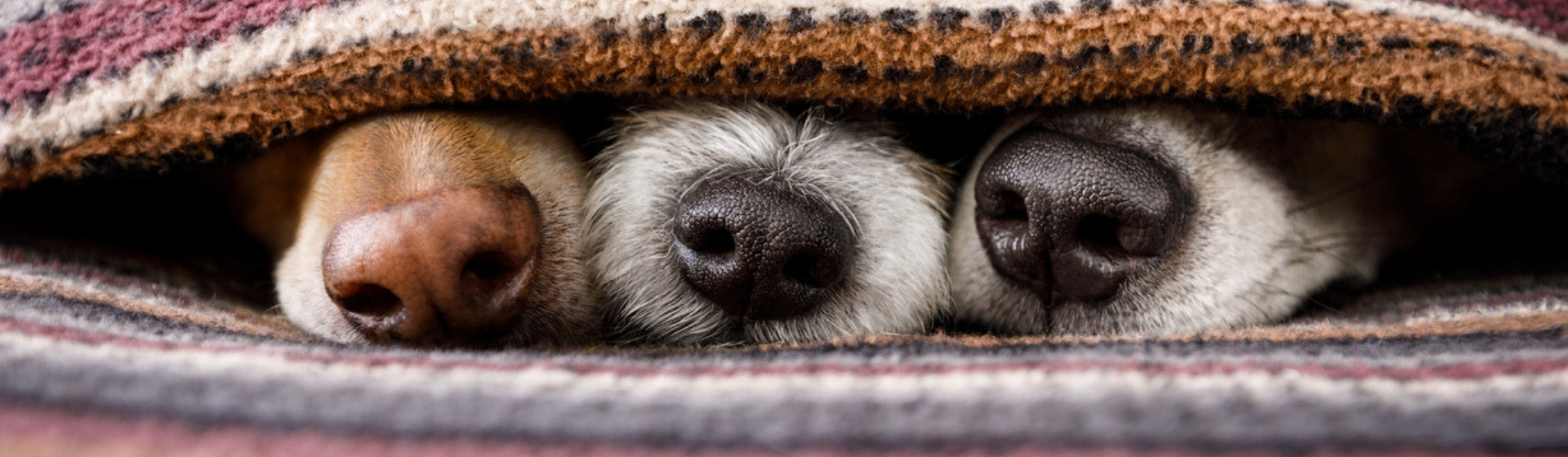 Camas para perros: las más cómodas y originales (Istock)