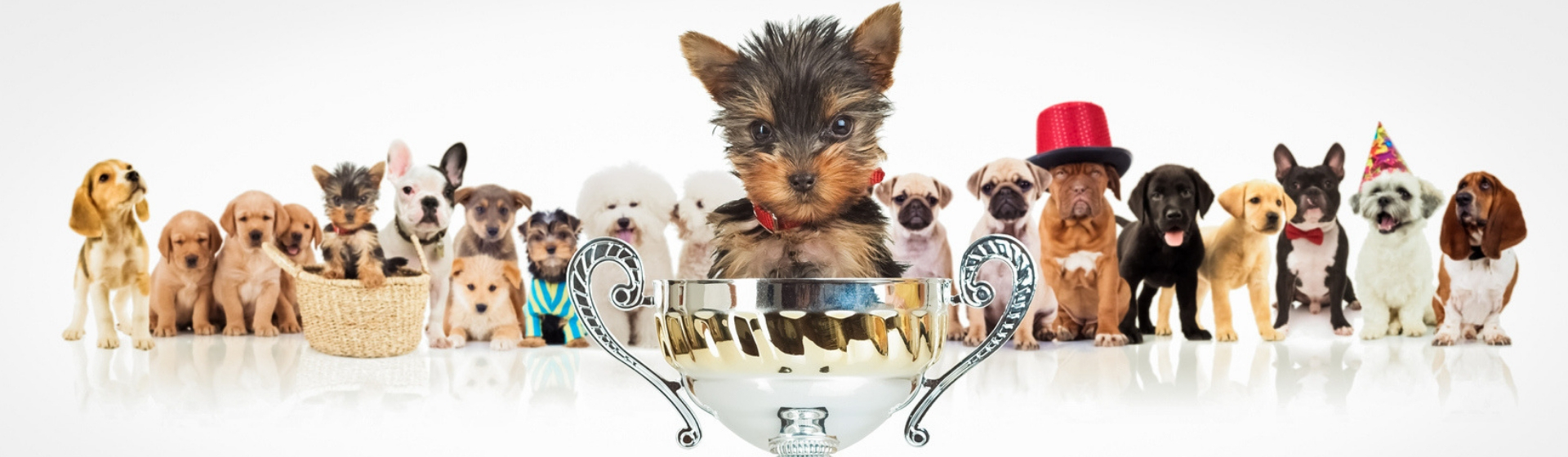 Los récords de animales más impresionantes de 2018 (Istock)