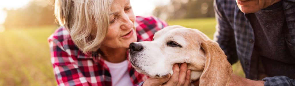 7 razas de perro para acompañar a los mayores (Istock)