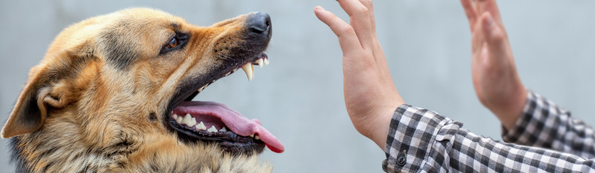Cómo actuar ante un perro agresivo (Istock)