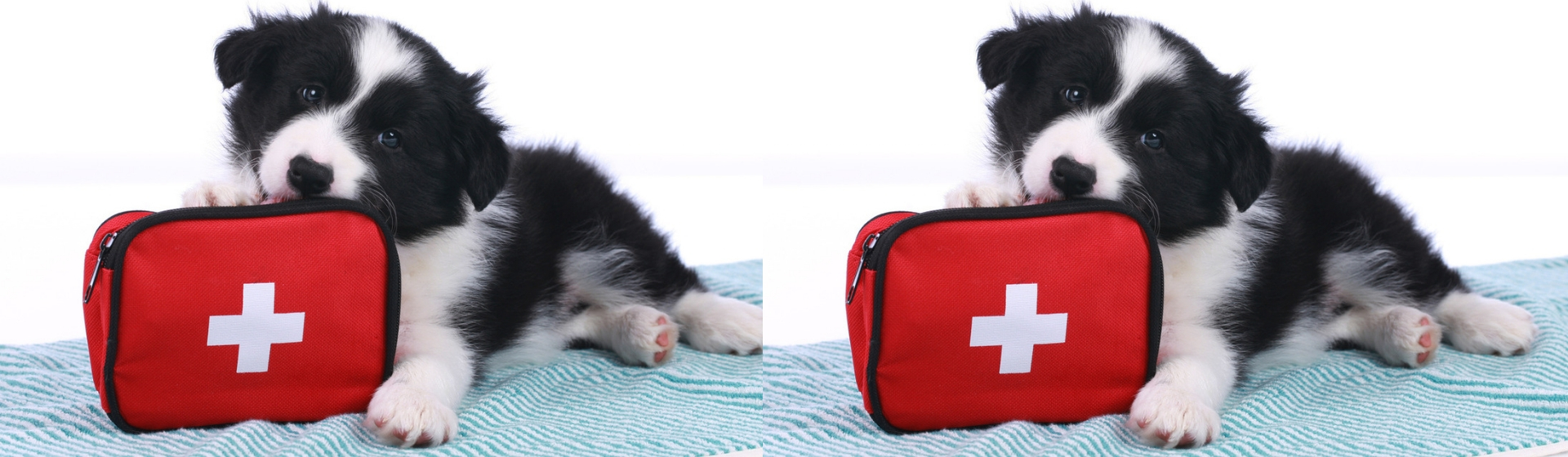 Primeros auxilios si se ahoga mi perro (Istock)