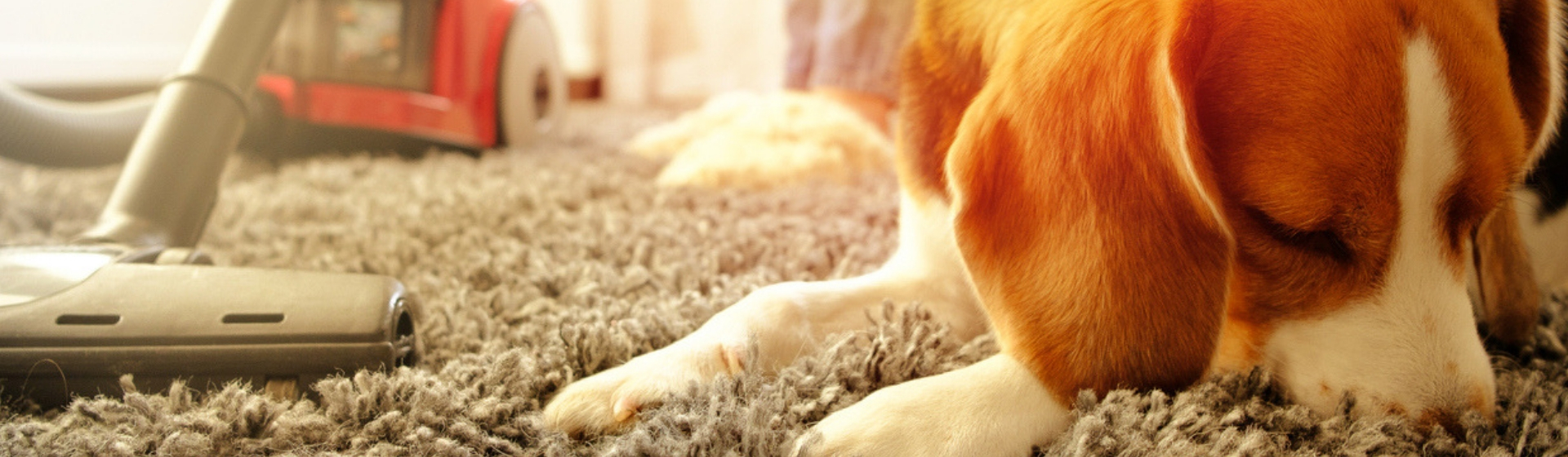 Las mejores aspiradoras si tienes mascota en casa (Istock)