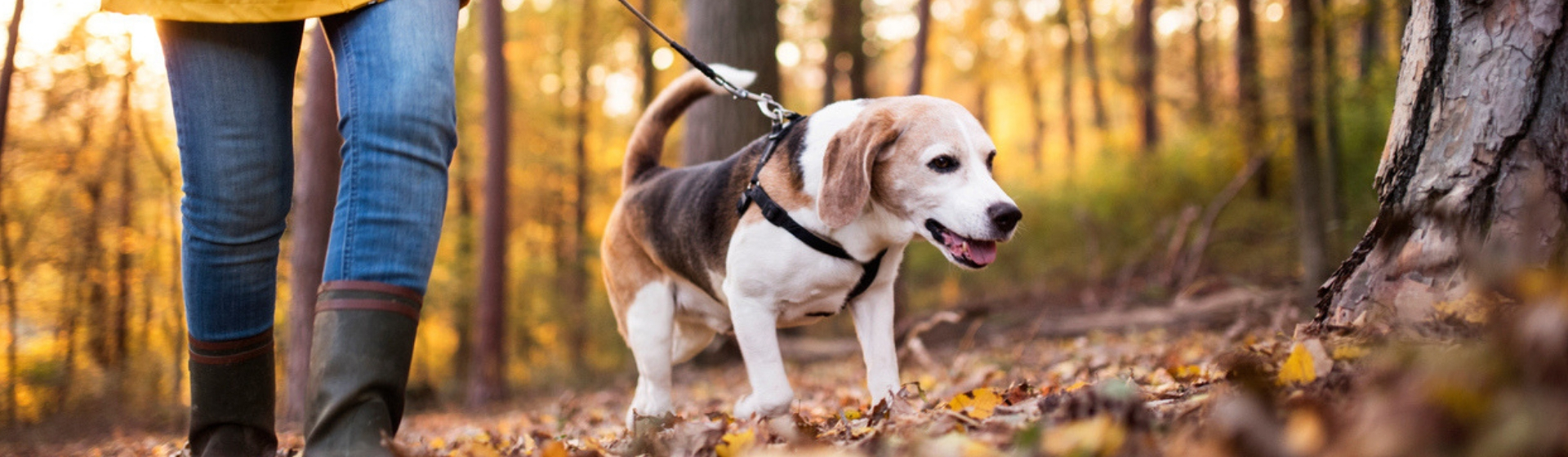 Propósitos para empezar bien el año con mi mascota (Istock)