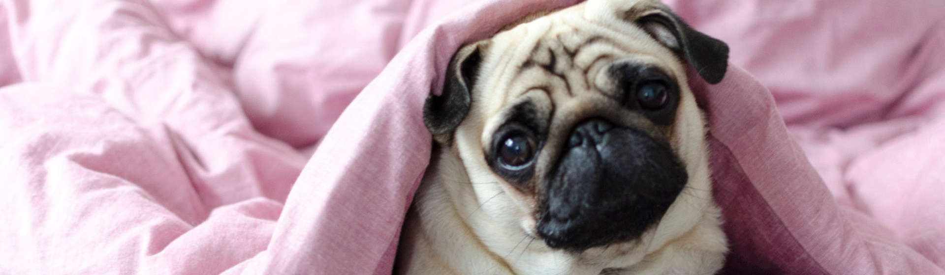 5 soluciones para los gases de tu perro (Istock)