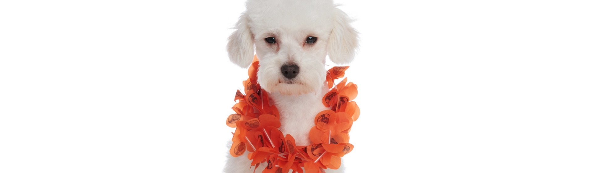 Cómo hacer un collar DIY (Istock)