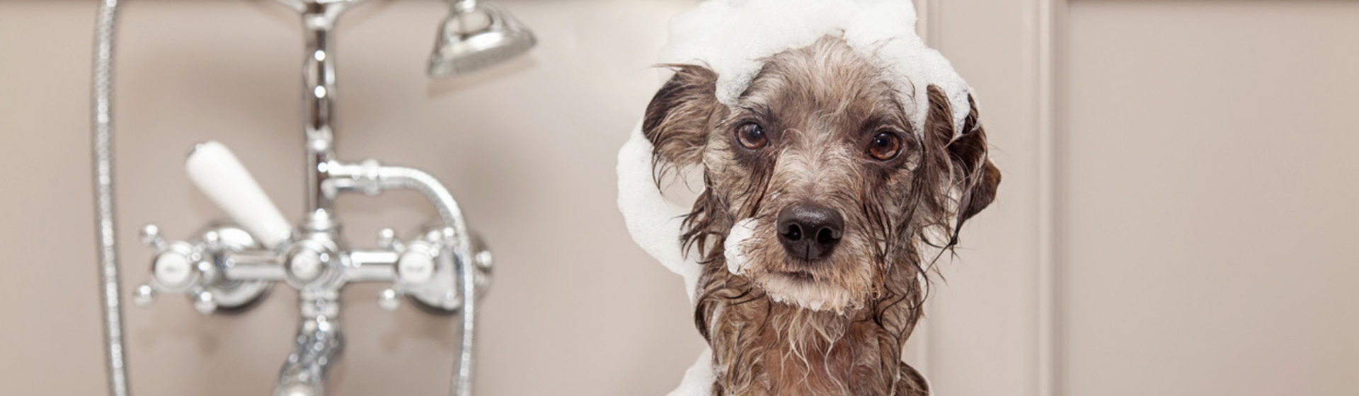 Los mejores champús para tu perro (Istock)