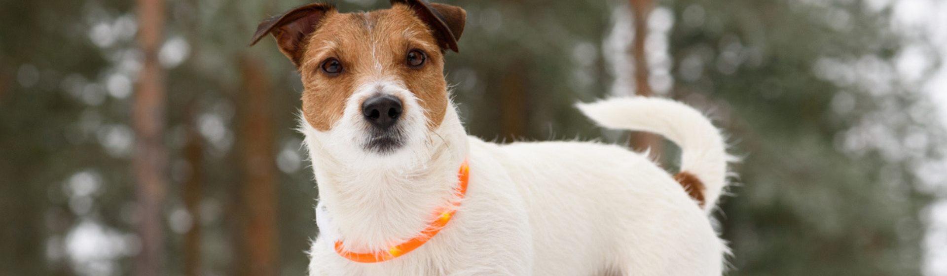 Collares LED para no perder de vista a tu perro (Istock)
