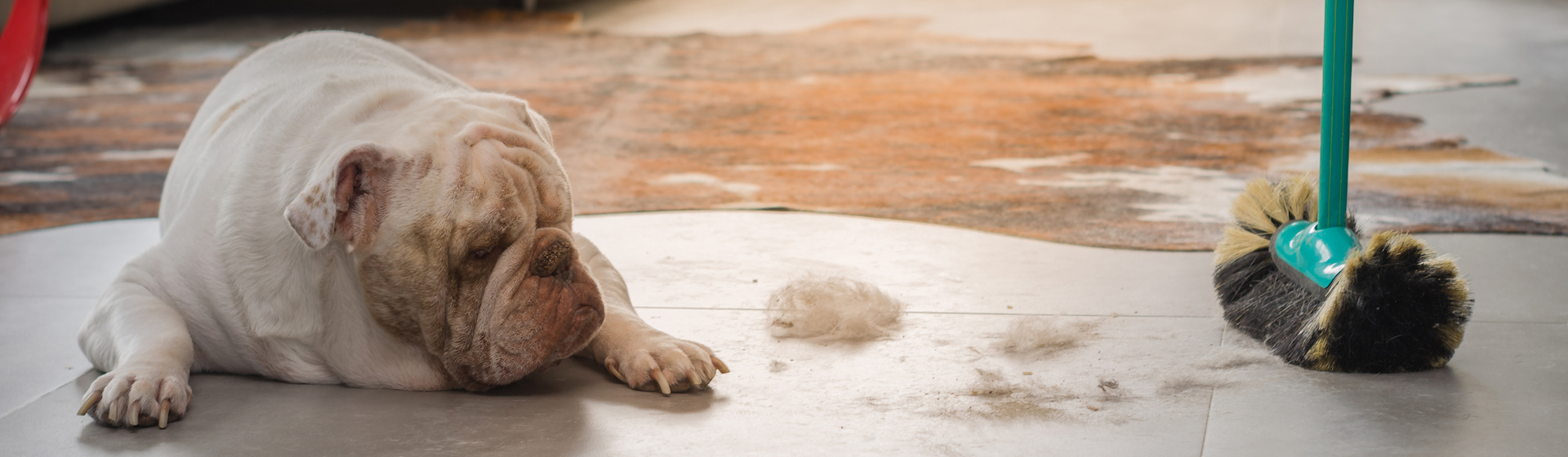 Te damos unos consejos para mantener tu casa limpia si tienes animales de compañía (iStock).