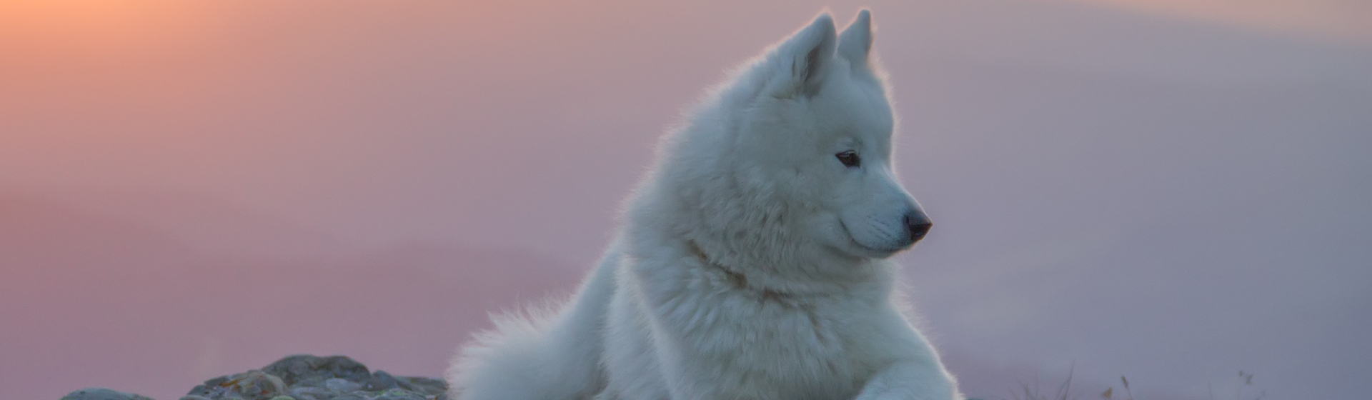 El samoyedo es una de las razas de perro más antiguas que existe (iStock).