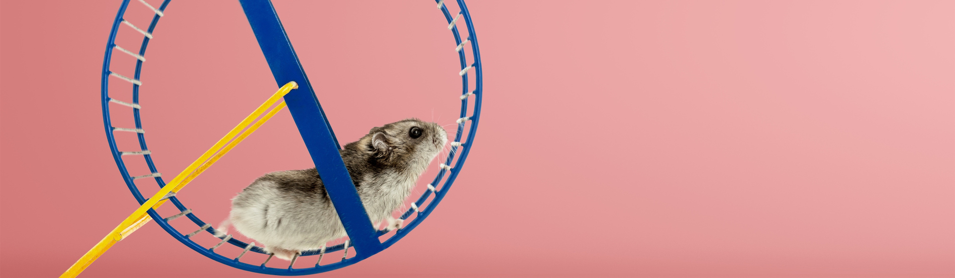 Es recomendable comprar ruedas de hámsters que no produzcan ruido porque estos animales son nocturnos (iStock).