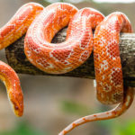 Una de las serpientes 'domésticas' que existen (iStock).