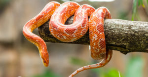 Una de las serpientes 'domésticas' que existen (iStock).