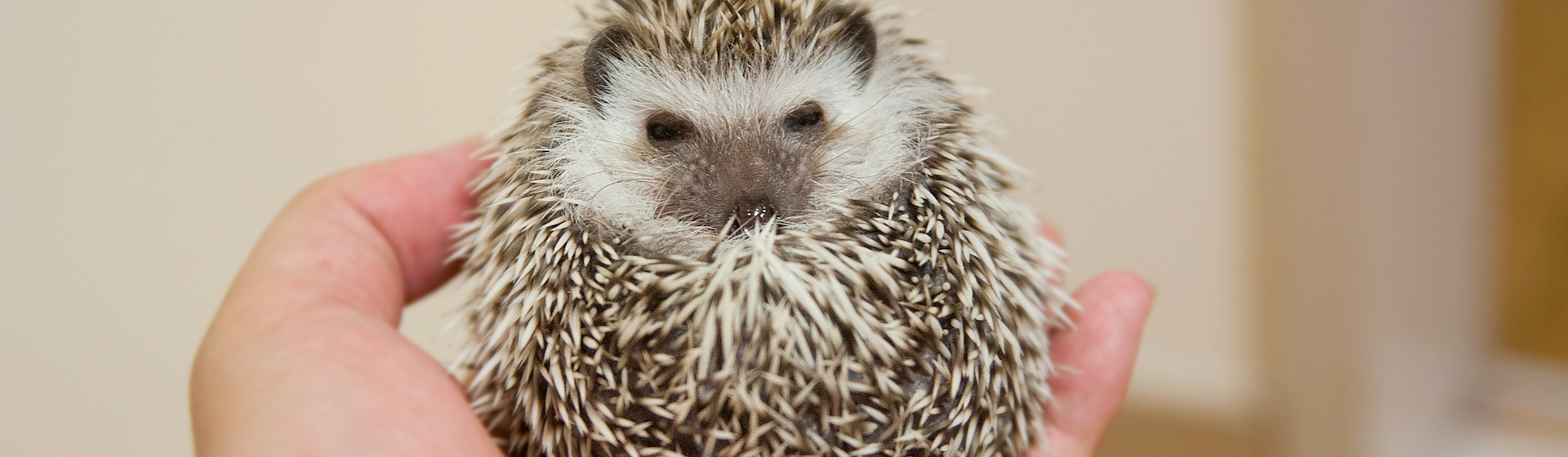 El erizo es una de las mascotas más curiosas que te puedes encontrar (iStock).