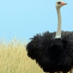 Las avestruces son animales de una belleza singular (iStock).