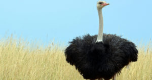 Las avestruces son animales de una belleza singular (iStock).