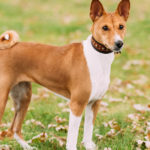 Estos perros no ladran debido a la estructura tan peculiar que tienen de las cuerdas vocales (iStock).