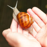 Los caracoles, una de las primeras mascotas de muchas personas (iStock).