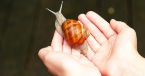 Los caracoles, una de las primeras mascotas de muchas personas (iStock).