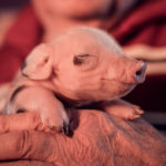 George Clooney puso de moda los cerdos vietnamitas (iStock).